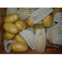 Свежий новый урожай картофеля Голландии